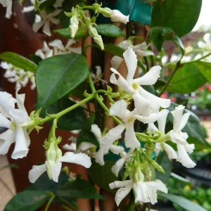 Confederate Star Jasmine Live Plant – Fragrant Evergreen Vine – 4 inch Pot – Indoor/Outdoor - Image 3