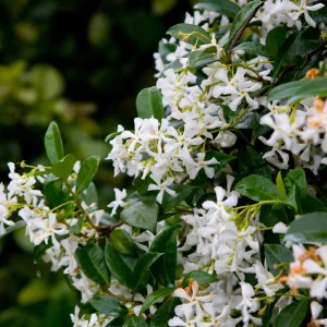 Confederate Star Jasmine Live Plant – Fragrant Evergreen Vine – 4 inch Pot – Indoor/Outdoor - Image 4