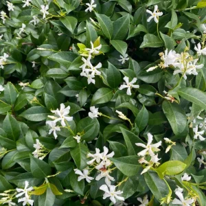 Confederate Star Jasmine Live Plant – Fragrant Evergreen Vine – 4 inch Pot – Indoor/Outdoor - Image 5