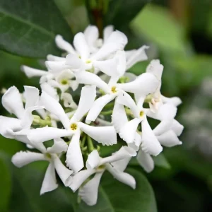 Confederate Star Jasmine Live Plant – Fragrant Evergreen Vine – 4 inch Pot – Indoor/Outdoor - Image 1