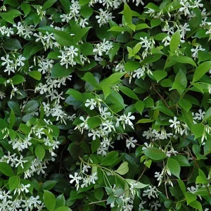 Confederate Star Jasmine Live Plant – Fragrant Evergreen Vine – 4 inch Pot – Indoor/Outdoor - Image 6