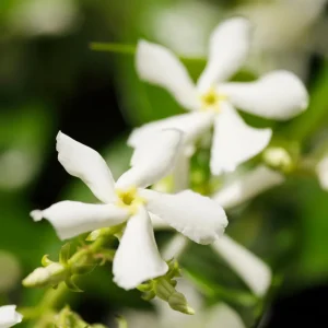 Confederate Star Jasmine Live Plant – Fragrant Evergreen Vine – 4 inch Pot – Indoor/Outdoor - Image 7