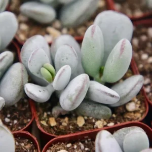 Cotyledon Orbiculata | White Succulent | Rare Succulent in 2" pot - Image 2
