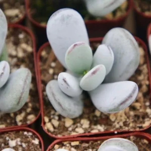 Cotyledon Orbiculata | White Succulent | Rare Succulent in 2" pot - Image 3