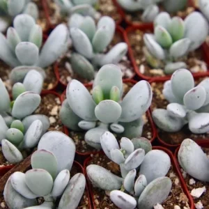 Cotyledon Orbiculata | White Succulent | Rare Succulent in 2" pot - Image 4