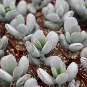 Cotyledon Orbiculata | White Succulent | Rare Succulent in 2" pot - Image 5