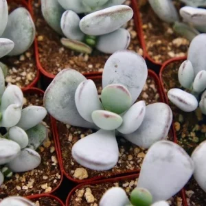 Cotyledon Orbiculata | White Succulent | Rare Succulent in 2" pot - Image 1