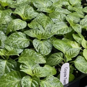 Coyote Zan White Chili Live Plant - 3 Pack Super Hot Pepper Plants, 4-8 inches tall, USDA Zones 9-11 - Image 1