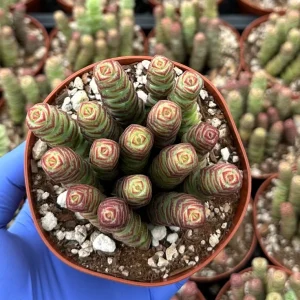 Crassula Baby Necklace Succulent – Live Plant – Trailing Houseplant - Image 2