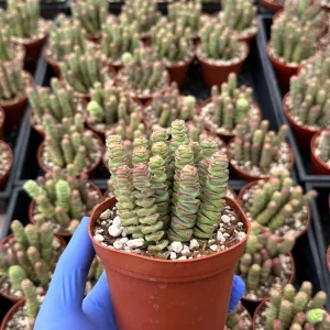 Crassula Baby Necklace Succulent – Live Plant – Trailing Houseplant - Image 1