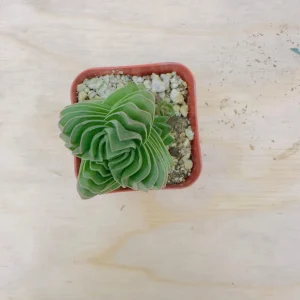 Crassula Buddha's Temple Succulent Live Plant – Set of 2 – 3.25in Pot – Indoor - Image 2