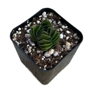 Crassula Buddha's Temple Succulent Live Plant – Set of 2 – 3.25in Pot – Indoor - Image 3