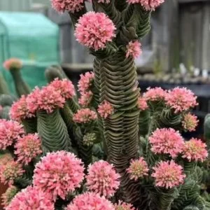 Crassula Buddha's Temple Succulent Live Plant – Set of 2 – 3.25in Pot – Indoor - Image 1