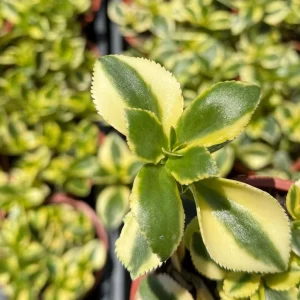 Crassula Sarmentosa Comet Variegated Succulent Live Plant, 4 Inch Pot - Image 2