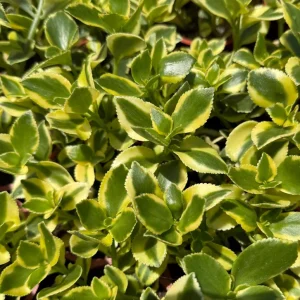 Crassula Sarmentosa Comet Variegated Succulent Live Plant, 4 Inch Pot - Image 4