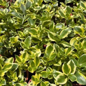 Crassula Sarmentosa Comet Variegated Succulent Live Plant, 4 Inch Pot - Image 5