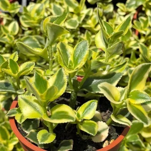 Crassula Sarmentosa Comet Variegated Succulent Live Plant, 4 Inch Pot - Image 1