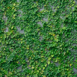 Creeping Fig Live Plant (2-Pack) - Ficus pumila Climbing Vine, 5-9 inches tall, Fast Growing - Image 2