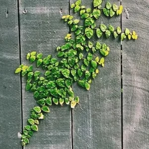 Creeping Fig Live Plant (2-Pack) - Ficus pumila Climbing Vine, 5-9 inches tall, Fast Growing - Image 3