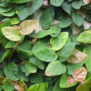 Creeping Fig Live Plant (2-Pack) - Ficus pumila Climbing Vine, 5-9 inches tall, Fast Growing - Image 4