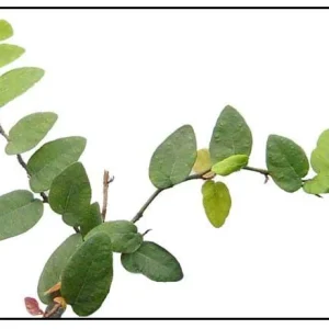Creeping Fig Live Plant (2-Pack) - Ficus pumila Climbing Vine, 5-9 inches tall, Fast Growing - Image 5