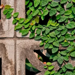 Creeping Fig Live Plant (2-Pack) - Ficus pumila Climbing Vine, 5-9 inches tall, Fast Growing - Image 1