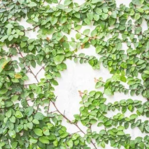 Creeping Fig Live Plant (2-Pack) - Ficus pumila Climbing Vine, 5-9 inches tall, Fast Growing - Image 6