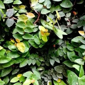 Creeping Fig Live Plant (2-Pack) - Ficus pumila Climbing Vine, 5-9 inches tall, Fast Growing - Image 7