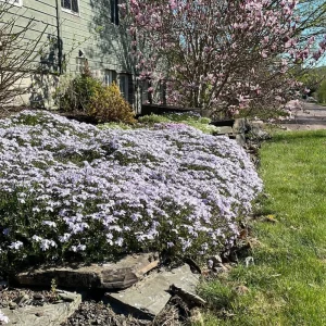 Creeping Phlox Blue Live Plant - Phlox Subulata 'Blue' Perennial Groundcover, 2.5x3.5 Inch Pot - Image 1