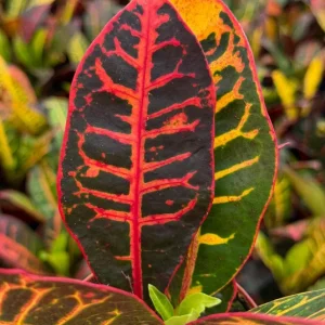 Croton Codiaeum Variegatum Live Plant - Colorful Foliage, 4 Inch Pot - Image 2