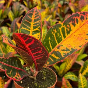 Croton Codiaeum Variegatum Live Plant - Colorful Foliage, 4 Inch Pot - Image 1