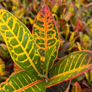 Croton Codiaeum Variegatum Live Plant - Colorful Foliage, 4 Inch Pot - Image 3