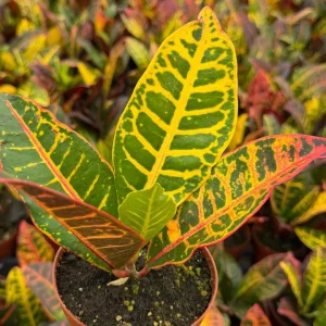 Croton Codiaeum Variegatum Live Plant - Colorful Foliage, 4 Inch Pot - Image 4
