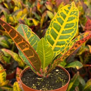 Croton Codiaeum Variegatum Live Plant - Colorful Foliage, 4 Inch Pot - Image 5