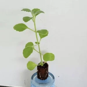 Cuban Oregano Live Plant - 4-6" Tall Starter Herb - Spanish Thyme, Indian Borage - Indoor/Outdoor - Image 2