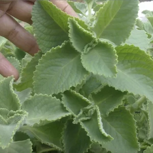 Cuban Oregano Live Plant - 4-6