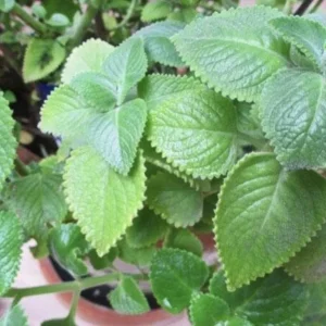 Cuban Oregano Live Plant - 4-6