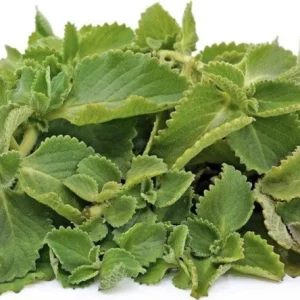 Cuban Oregano Live Plant - 4-6