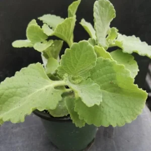Cuban Oregano Live Plant - 4-6
