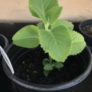 Cuban Oregano Live Plant - 4-6