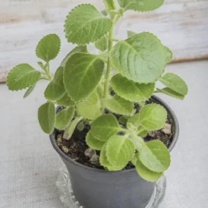 Cuban Oregano Live Plant - 4-6" Tall Starter Herb - Spanish Thyme, Indian Borage - Indoor/Outdoor - Image 1