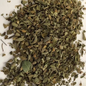 Cuban Oregano Live Plant - Green Aromatic Herb - 4 inch Tall - Image 1