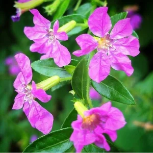 Cuphea Allyson Mexican Heather Live Plant - 2 Pack, 5-9" Tall, Purple Blooms, Outdoor - Image 1