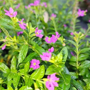 Cuphea Allyson Mexican Heather Live Plant - 2 Pack, 5-9" Tall, Purple Blooms, Outdoor - Image 2