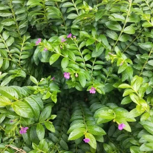 Cuphea Allyson Mexican Heather Live Plant - 2 Pack, 5-9