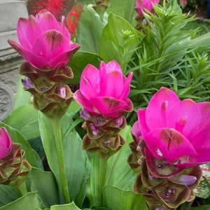 Curcuma Siam Shadow Live Plant – 3-6" Tall – Purple Pink Tropical Ginger Flower - Image 2