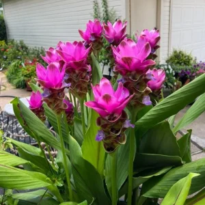 Curcuma Siam Shadow Live Plant – 3-6" Tall – Purple Pink Tropical Ginger Flower - Image 1
