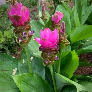 Curcuma Siam Shadow Live Plant – 3-6