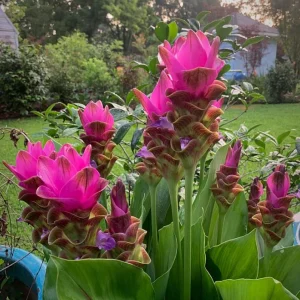 Curcuma Siam Shadow Live Plant – 3-6