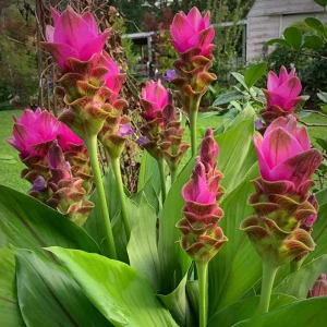 Curcuma Siam Shadow Live Plant – 3-6